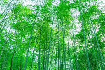 Bamboo and bamboo forest