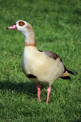 Nilgans in Essen-Kettwig.