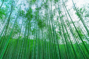 Bamboo and bamboo forest