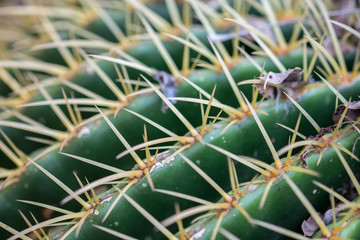 Naklejka na ściany i meble Macro shot of cactus spines. Selective focus