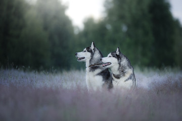 The dog in the field. Siberian husky outdoors