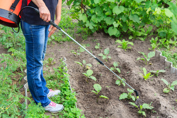 Protecting eggplant plants from fungal disease or vermin with pressure sprayer