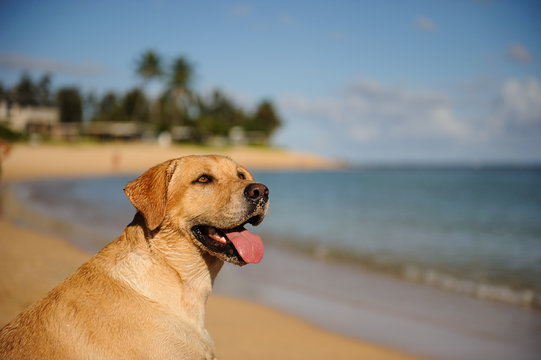 Yellow Labrador Retriever dog outdoor portrait on sand ocean beach