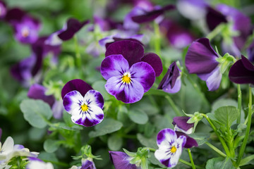 A macro shot of the colorful and vibrant pansy flowers