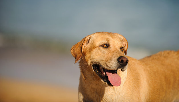 Yellow Labrador Retriever dog outdoor portrait at beach