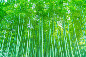Fototapeta premium Bamboo and bamboo forest