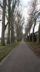 Fototapeta premium Weg im Park