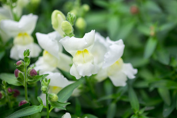 A macro shot of the Antirrhinum majus or Snapdragon flower