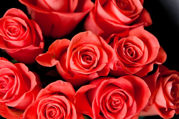 Fototapeta premium Beautiful red roses