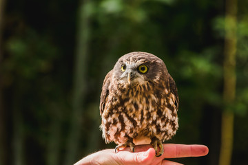 Closeup of a brown owl against a forest background.