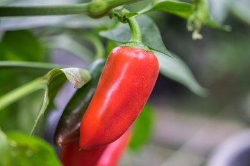 Decorative small bell peppers growing in greenhouse. Southern israel