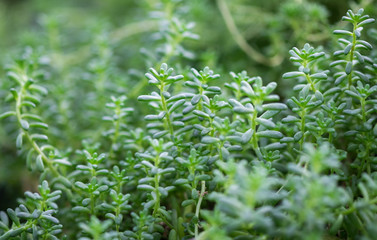 Macro shot of netherlands succulenst growing in greenhouse