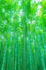 Naklejka premium Bambusowo-bambusowy las