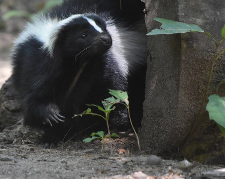 Very Cute Black and White Skunk in Nature