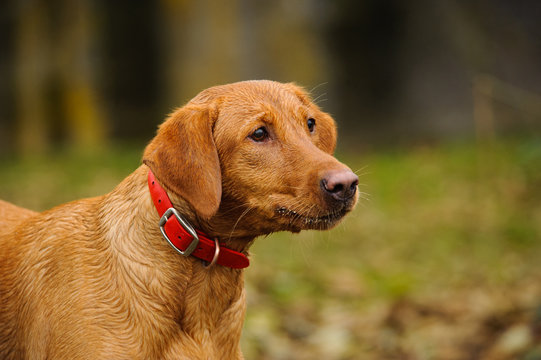 Fox Red Labrador Images Browse 399 Stock Photos Vectors And Video Adobe Stock