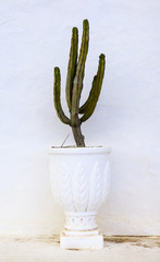 Portrait of a Canary Island Spurge in a white pot