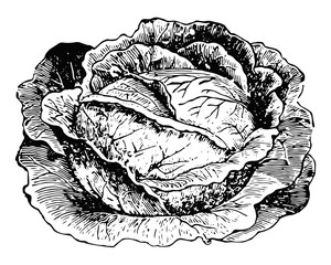 Frühsommer-Kohl - Early Summer Cabbage