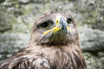 Uccello rapace in primo piano