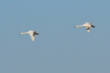 Obraz premium Whooper swan (Cygnus cygnus)