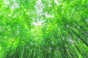 Fototapeta na wymiar Bamboo and bamboo forest