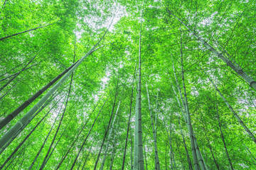 Plakat Bamboo and bamboo forest