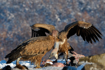 Griffon Vultures Eating in Winter