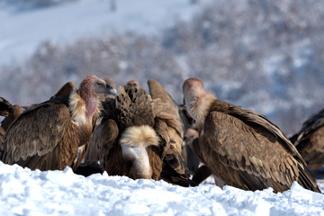 Griffon Vultures Eating in Winter