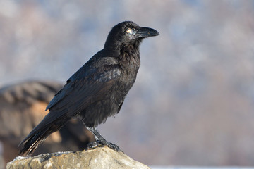 Common raven (Corvus corax)