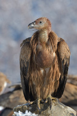 Griffon Vulture Resting on a Rock, in Mountains, in Winter