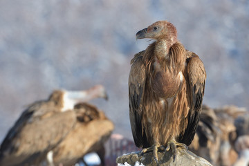 Griffon Vulture in Winter Landscape