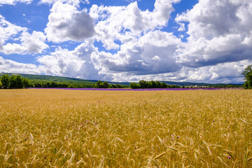 Champ de blé et champ de lavande en été, ciel bleu avec de beaux nuages. Provence, France.