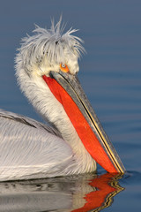 Dalmatian Pelican (Pelecanus crispus)