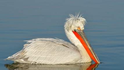 Dalmatian Pelican (Pelecanus crispus)