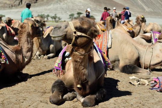 Camels on the desert in the Nubra valley in Ladakh, India.