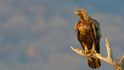 Golden Eagle on a Branch