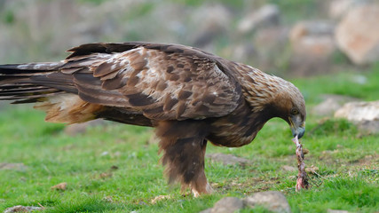 Golden Eagle Eating from a Carcasse