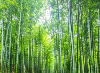 Fototapeten Bambus und Bambuswald © 昊 周