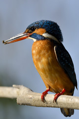 Common Kingfisher (Alcedo athis)