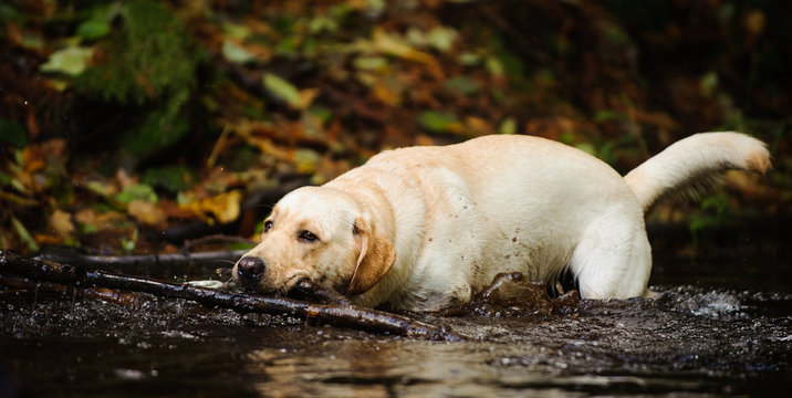 Yellow Labrador Retriever dog outdoor portrait walking through swam water