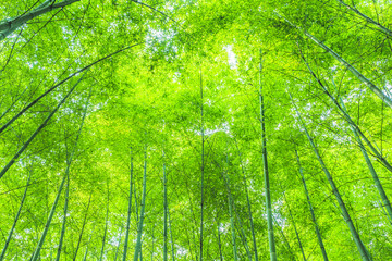 Fototapeta na wymiar Bamboo and bamboo forest