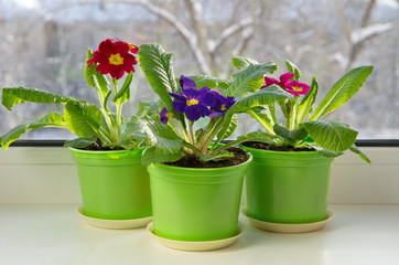 Pots with colorful primrose (lat. Primula vulgaris) on the windowsill