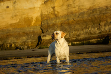 Yellow Labrador Retriever dog standing in ocean water with natural bluffs