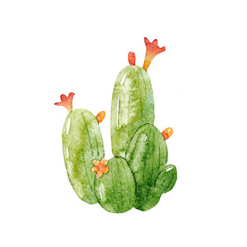 Watercolor cactus illustration