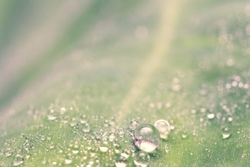 Droplets on the leaf in the morning 
