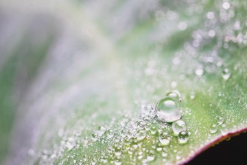 Droplets on the leaf in the morning 