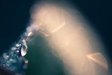 Droplets on the leaf in the morning 