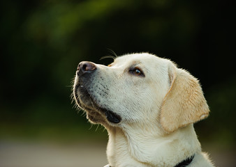 Yellow Labrador Retriever dog outdoor portrait head shot