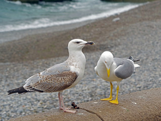 White and grey seagull