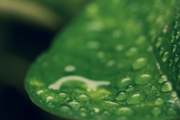 Droplets on the leaf in the morning 