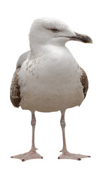 Naklejka premium Marine gull on rest isolated on white